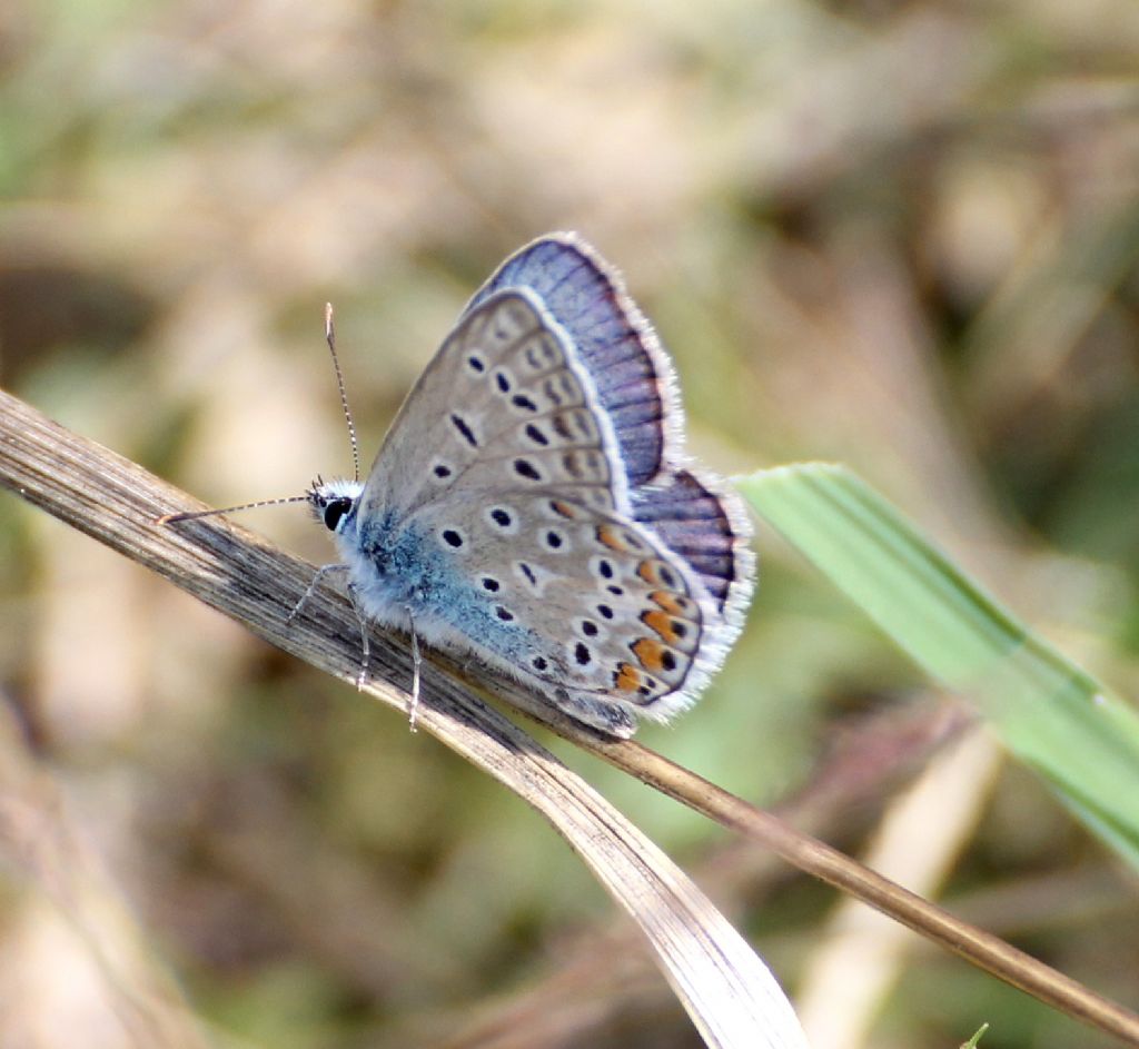 Polyommatus icarus? S